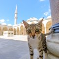 猫好きなら行ってみたい『猫を愛する国』5選　猫との歴史やそれぞれの魅力…