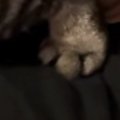 トイレ後にテンションが爆上がりした猫→飼い主に近づくと…『とんでも…