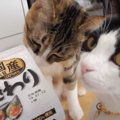 猫に初めて『納豆』を与えてみた結果…想像以上の爆食いに驚きが隠せないと…