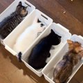 『某ラーメン屋方式』で子猫たちにご飯を与えたら…とんでもなく可愛す…