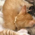 5匹の子猫が股の間で……飼い主さんが思わず自慢したくなった『たまらない光…