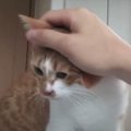 羨ましい！猫ちゃんの朝一ラブアピール♡