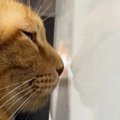 ついていないファンヒーターの前で、『猫』が…まさかの『アピール方法…