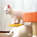 生後39日の子猫たち→遊んでいる様子を見ていると…まるで早送りのよう…