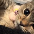 子猫とイチャイチャしていた飼い主→『チューして』と言ってみたら…まさか…
