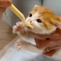 納屋で保護された赤ちゃん猫に『ごはんをあげた』結果…とんでもない『食べ…