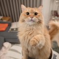 猫がよくする『ジェスチャー』ランキングTOP5