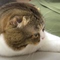 『シャー！！』猫じゃらしに大興奮のパパ猫さん