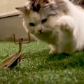 猫とカマキリが『ガチバトル』した結果…"白熱した殴り合い"…