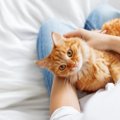 猫に『生姜』は与えても大丈夫？期待できる効果や与える際の注意点