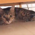 まだ寝ない！猫部屋に行きたくない子猫♪