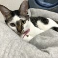 亡くなったばかりの愛猫からの伝言｜Laylaのペットリーディング