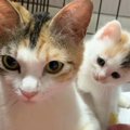 『ごはんをもらえませんか』というようにお家を訪ねてきた野良猫→お腹…