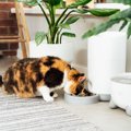 猫と『無理なく暮らす』ための3つのアイデア　猫と実現したい“サステナブ…
