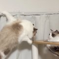 カーテンレールにしがみつく猫→少し離れたキャットタワーへ移ろうとして……