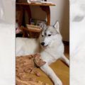 「ママぁ遊ぼう」猫くんとわんこさんのほっこりお姿に癒される♡