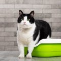 猫が排泄物に『砂をかけない』ときに考えられる理由3つ　隠さなくて大丈夫…