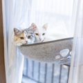 猫の『性別の3つの組み合わせ』ごとの相性度とは？多頭飼育を考えると…