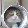 大柄猫ちゃんが意外にも細かったことが証明された瞬間