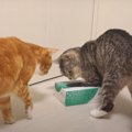 空き箱を巡った猫ちゃん達の攻防戦！