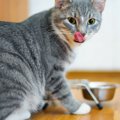 猫がカリカリを丸呑みするのは大丈夫？ 気をつけたい事