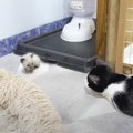 子猫がよちよち歩きで室内を探索していたら、先輩猫が……『感動的な光景』…