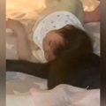 白黒ネコの近くにいる１歳の赤ちゃん→しっぽを動かして…『まるであやして…