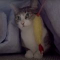 エビ天でマッサージ？戸惑いが隠せない猫ちゃん