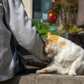 猫が好きな人にワザとしちゃう『迷惑行為』4つ　何かを伝えたいのかも？