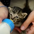 子猫が思うようにミルクを飲まない時は…？