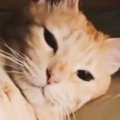 先回りして『部屋のベッドで待っていた猫』…貫禄ありすぎる『まさかの光景…