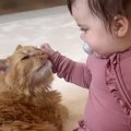 赤ちゃんに全然近づかなかった猫が突然……あまりにも予想外な『感動的すぎ…
