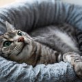 『猫がくつろぐ場所』のお掃除方法4選　猫ベッドやクッション…丸洗い…