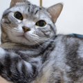 猫ちゃんの「ん？」がまるで人間のよう