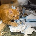 猫が『紙』を食べてしまったときの対処法3つ　注意が必要な症状や確認…
