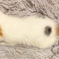眠っている赤ちゃん猫の横に『iPhone』を置いてみたら…まさかのサイズ…