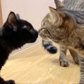 2か月の隔離期間を経て…子猫と先住猫の『初対面』の様子が感動的すぎ…