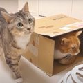 絶対諦めない！ダンボールに入りたい猫ちゃん