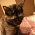 猫が『ごめんね』と思っているときの仕草４つ