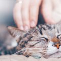 猫へ愛情表現をする方法とは？飼い主がするべき『猫への愛の伝え方』5つ