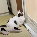 『見守らなきゃ！』飼い主さんのバスタイムが気になりすぎる猫ちゃん