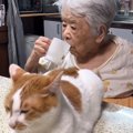 おばあちゃんが口をゆすごうとしたら、『目の前にいた猫』が…ハプニングの…