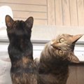 『起きてほしい猫vsまだ寝ていたい猫』…のんびりとした朝の光景に心癒…