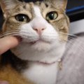 パパさんのお膝でのんびりする猫ちゃんとうにゃうにゃ鳴く猫ちゃん♡