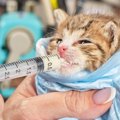 『猫を保護』したらまずやるべき3つの大切なこと　体調を崩しやすい子…