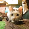 保護猫たちが鉄道ジオラマの街へ…走る電車が『脱線しまくる様子』が微…