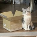 万が一の避難に備えて！猫の飼い主が準備すべき『防災グッズ』３選