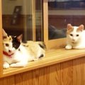 保護猫のペチとすみれとの出会い