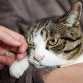 猫から『恨まれる人』がしている4つのタブー行為