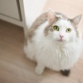 猫が足元をクルクル回る時のメッセージ4つ！それぞれの対処法も合わせ…